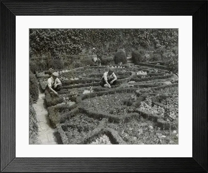 Framed Print : Preparing the flower beds in the Knott garden for a blaze of colour to delight summer Framed Print : Preparing the flower beds in the Knott garden for a blaze of colour to delight summer