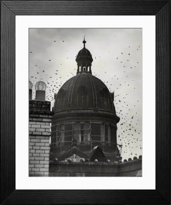 Framed Print : Starlings whirling around the dome of Birmingham Council House. 11 / 10 / 1950 Framed Print : Starlings whirling around the dome of Birmingham Council House. 11 / 10 / 1950