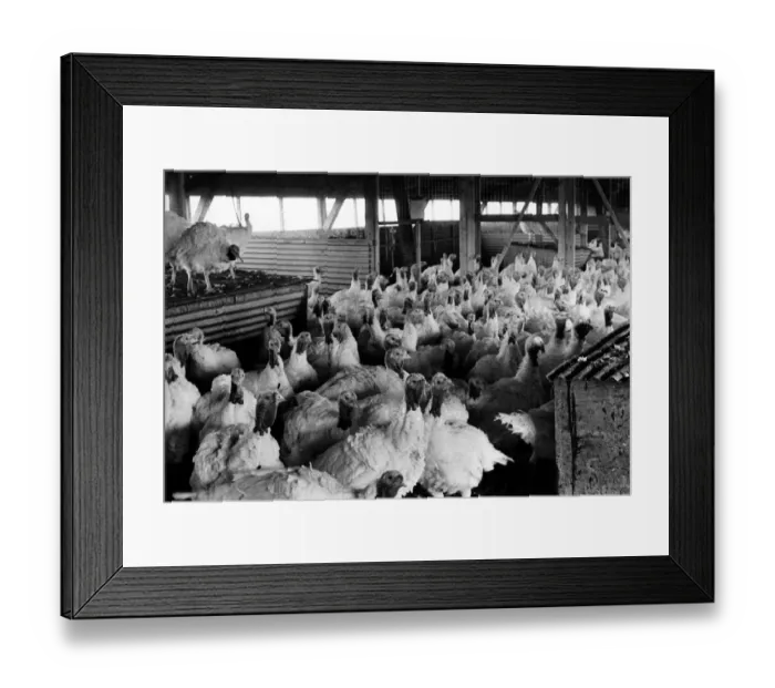Framed Print : Turkeys on a secret location in Northumberland in the run-up to Christmas in 1975