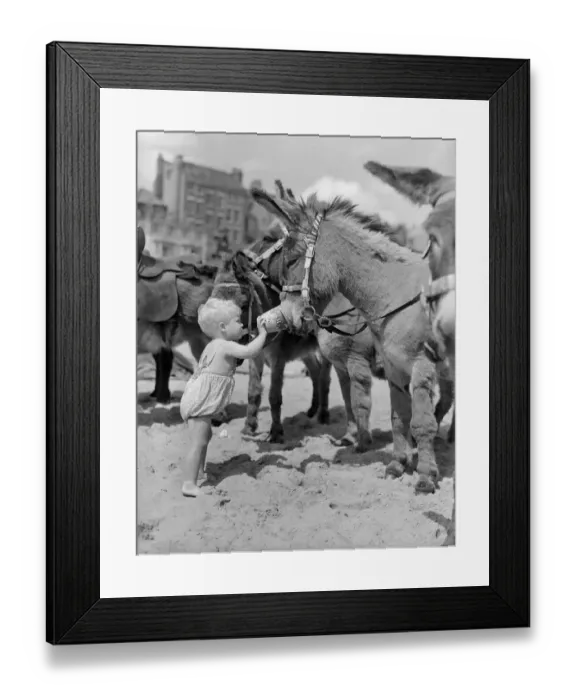 Framed Print : Young Amanda Ryan stroking one of the donkeys and feeding it peanuts during a day out to Framed Print : Young Amanda Ryan stroking one of the donkeys and feeding it peanuts during a day out to