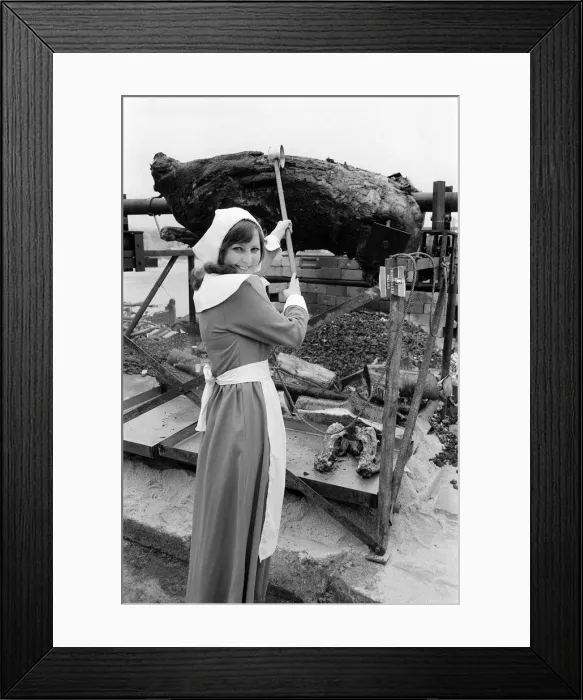 Framed Print : Mayflower May 1970 - Pilgrim girl Wendy Faulks roasts a 800lb ox