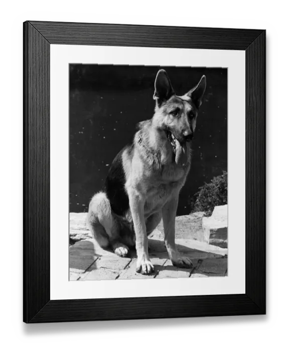 Framed Print : The Bionic Dog Bracken as Max from The Bionic Woman 1977 TV programme Framed Print : The Bionic Dog Bracken as Max from The Bionic Woman 1977 TV programme