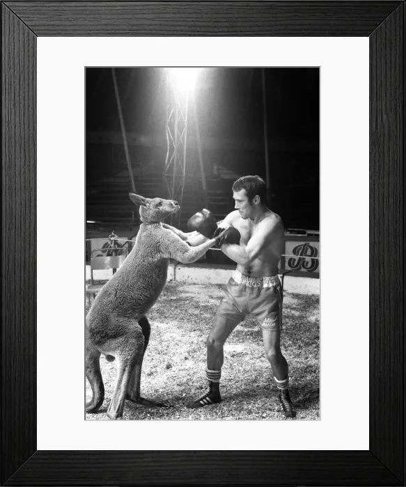 Framed Print : Alan Minter vs The Hopping Aussie Boxing Alan Minter Britain Framed Print : Alan Minter vs The Hopping Aussie Boxing Alan Minter Britain