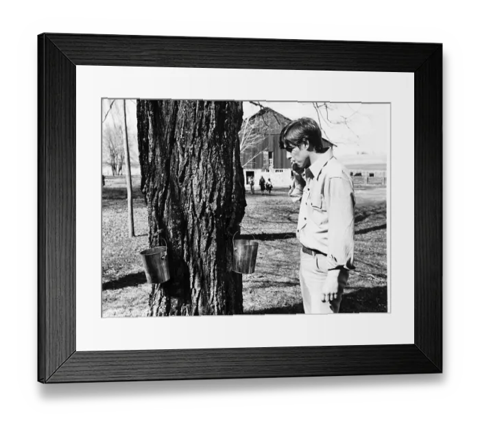 Framed Print : Prince Andrew samples the syrup from a maple Tree March 1977