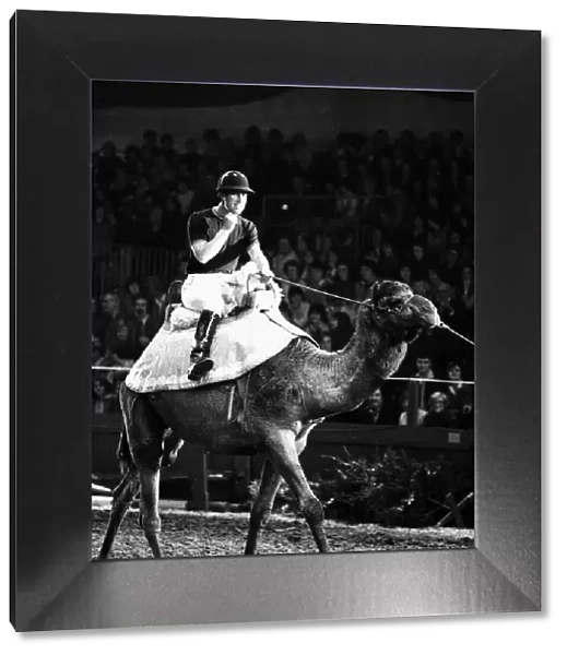 Prince of Wales rides camel at London Olympia in December 1979