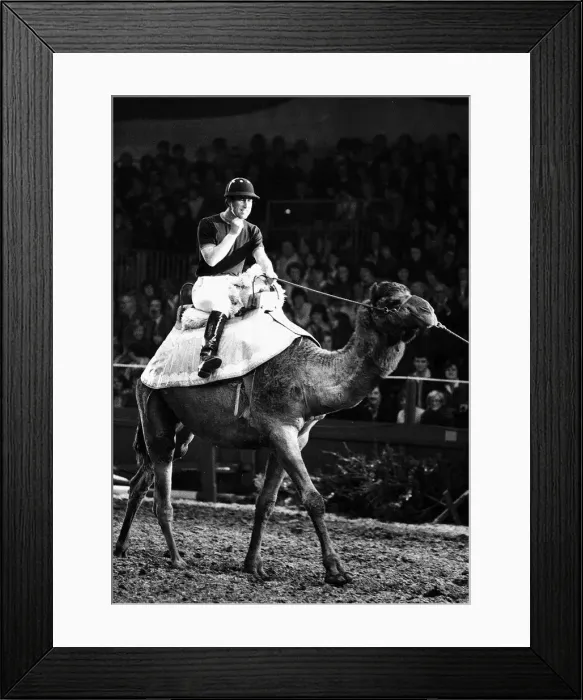 Framed Print : Prince of Wales rides camel at London Olympia in December 1979 Framed Print : Prince of Wales rides camel at London Olympia in December 1979