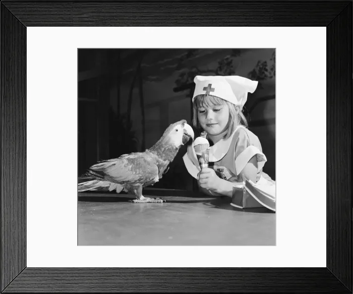 Framed Print : Two of the performing parrots at the Windsor Safari Park were feeling a little poorly Framed Print : Two of the performing parrots at the Windsor Safari Park were feeling a little poorly