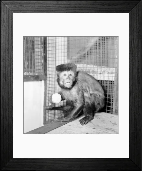 Framed Print : A Capucine Monkey seen here eating an icecream cone. February 1975 75-0735-001