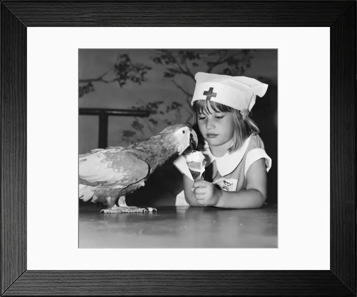 Framed Print : Two of the performing parrots at the Windsor Safari Park were feeling a little poorly Framed Print : Two of the performing parrots at the Windsor Safari Park were feeling a little poorly