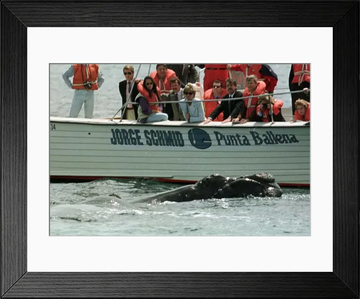 Framed Print : Diana, Princess of Wales on her four day visit to Argentina in her role as goodwill