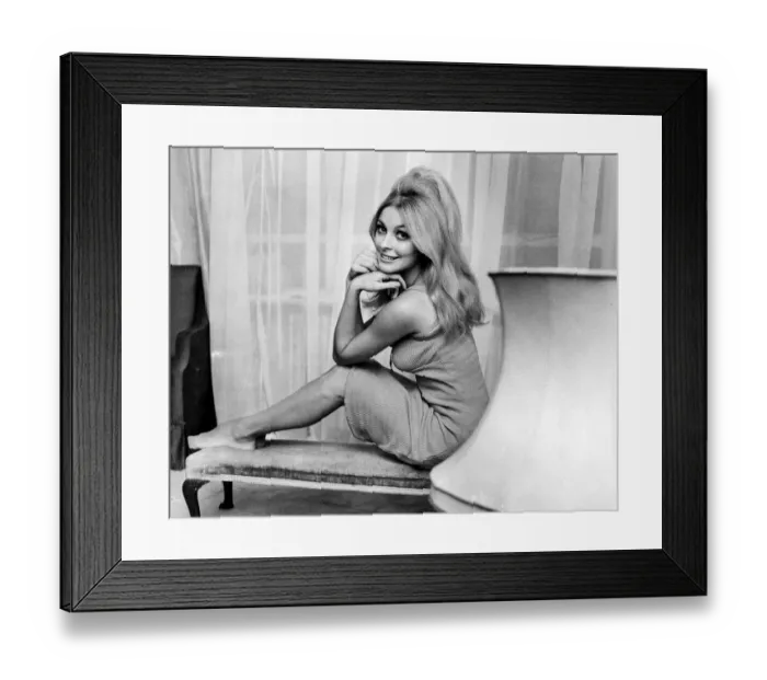 Framed Print : Sharon Tate Sept 1965, 22 years old American actress who landed a part in the new MGM Framed Print : Sharon Tate Sept 1965, 22 years old American actress who landed a part in the new MGM