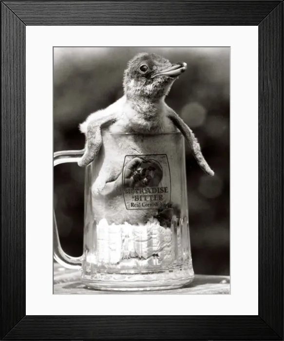 Framed Print : Animals - Birds - Penguin - August 1984 Baby Penguin in a pint beer glass Framed Print : Animals - Birds - Penguin - August 1984 Baby Penguin in a pint beer glass