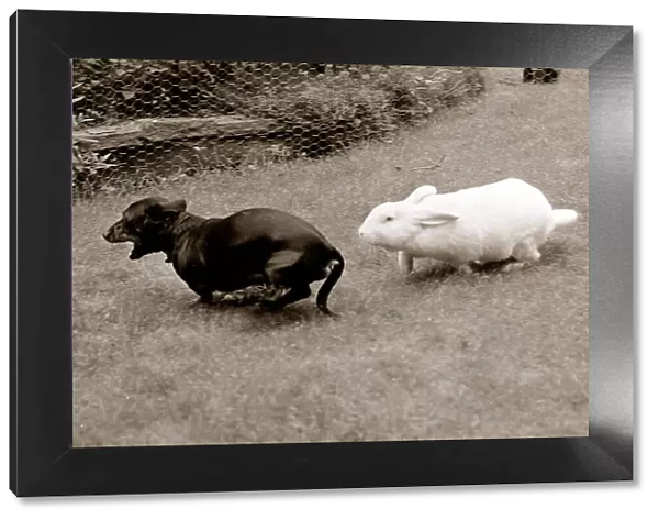 White Rabbit chases Small Dark Lap Dog