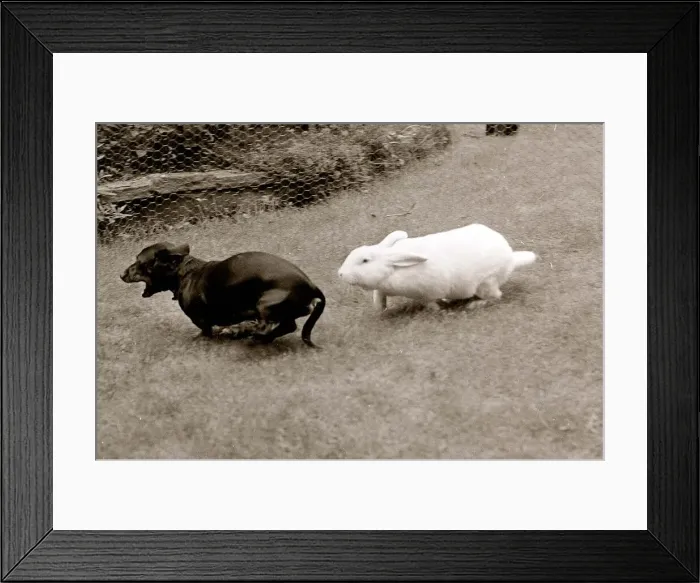 Framed Print : White Rabbit chases Small Dark Lap Dog Framed Print : White Rabbit chases Small Dark Lap Dog
