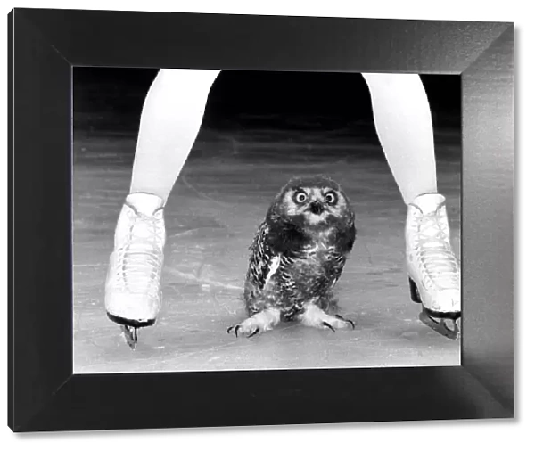 Ice star Jayne Torvill skated out with a new partner yesterday - the snowy owl Bolero