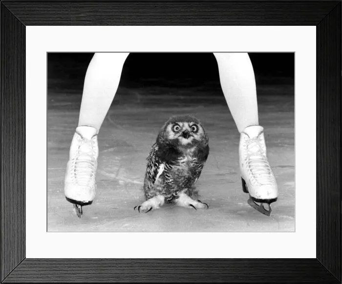 Framed Print : Ice star Jayne Torvill skated out with a new partner yesterday - the snowy owl Bolero Framed Print : Ice star Jayne Torvill skated out with a new partner yesterday - the snowy owl Bolero