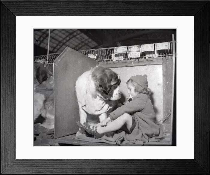 Framed Print : Patience the St Bernard looks longly at her owner as she eats her sandwich at the 1956 Framed Print : Patience the St Bernard looks longly at her owner as she eats her sandwich at the 1956