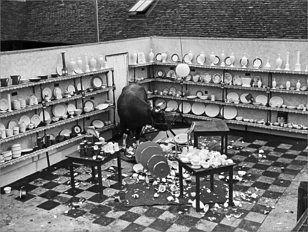 Bull in a China Shop July 1950