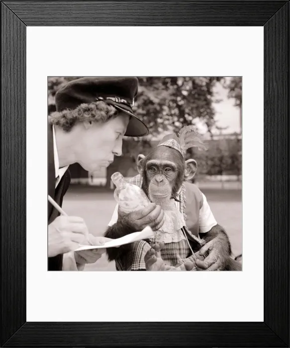 Framed Print : Chimpanzee on motorcycle being booked for drinking and driving Framed Print : Chimpanzee on motorcycle being booked for drinking and driving