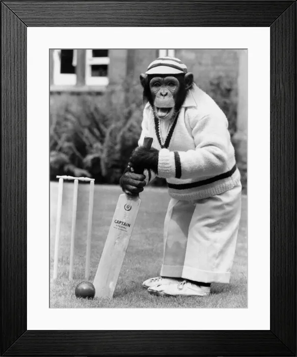 Framed Print : Fred the chimp at Twycross Zoo in Leicestershire, is all set to take on any fast bowler Framed Print : Fred the chimp at Twycross Zoo in Leicestershire, is all set to take on any fast bowler