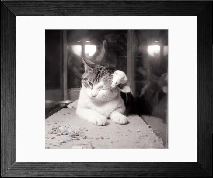 Framed Print : Cat with mouse sitting on its ear Framed Print : Cat with mouse sitting on its ear
