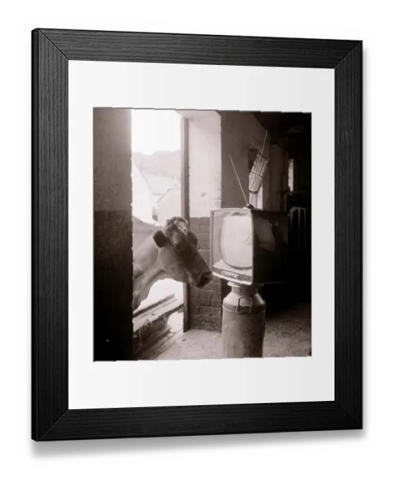 Framed Print : Cows watching TV July 1961 Framed Print : Cows watching TV July 1961