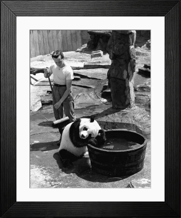 Framed Print : Bathtime for Chi Chi the panda - the keeper Alan Kent spends all his day in her pen just