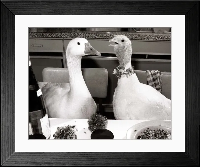 Framed Print : Goose and Turkey - December 1985 sitting at a dining table 06  /  12  /  1985