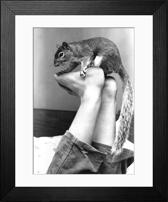 Framed Print : Martini the brown squirrel is also called Twinkletoes. He earned that name by coming each