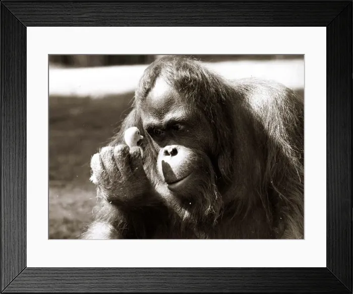 Framed Print : Animals - Orang utan Monkey Chimp Orang utan with chick