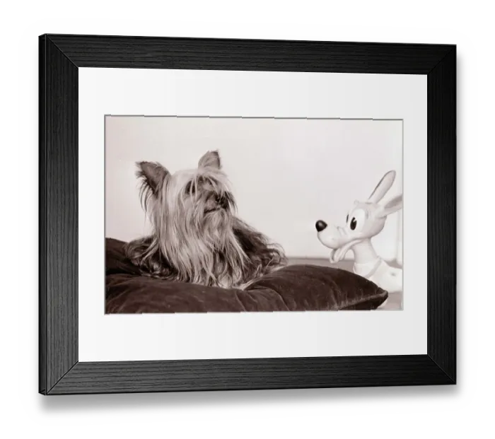 Framed Print : Yorkshire terrier dog and friend Cuddly toy animal dogs squeaky friendship