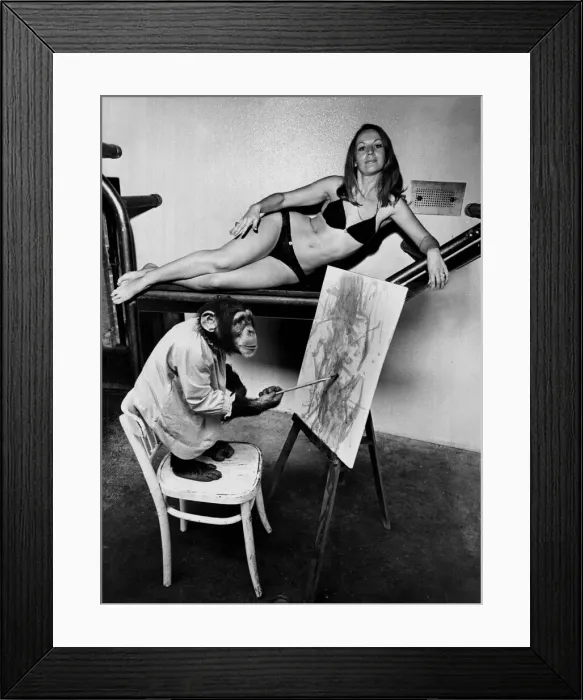 Framed Print : Three-year-old chimpanzee Monty is a keen painter and this week Framed Print : Three-year-old chimpanzee Monty is a keen painter and this week