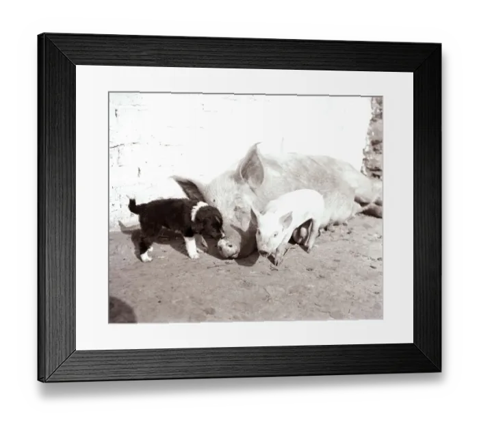 Framed Print : A Mother pig and piglet with baby dogs which she has adopted September 1956 Framed Print : A Mother pig and piglet with baby dogs which she has adopted September 1956
