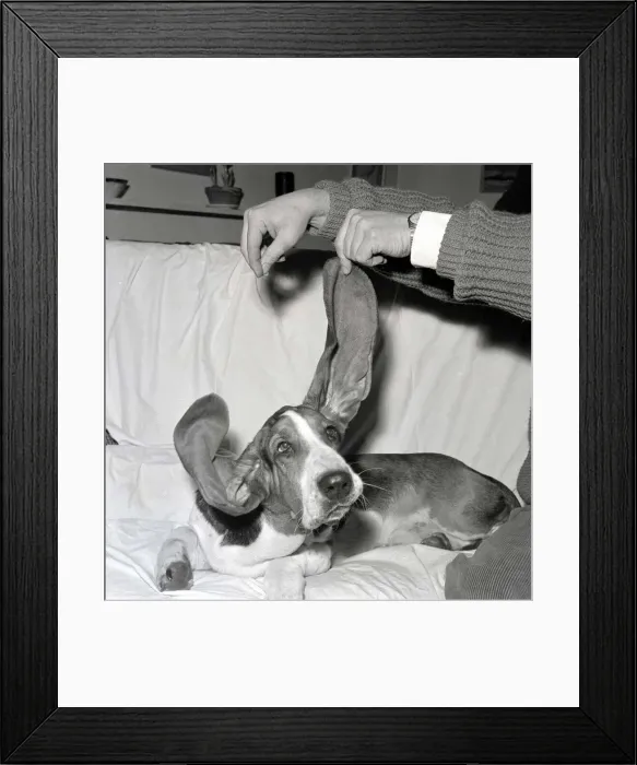 Framed Print : Bosun the Basset Hound seen here showing off the length of his ears at the 1963 Crufts