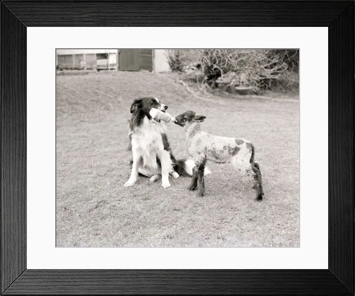Framed Print : A Sheepdog feeding a lamb from a baby bottle March 1956