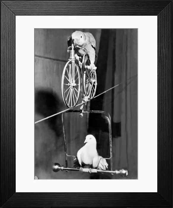 Framed Print : Lorchen the parrot takes the dove Heinz for a ride - on a tightrope and on a bicycle