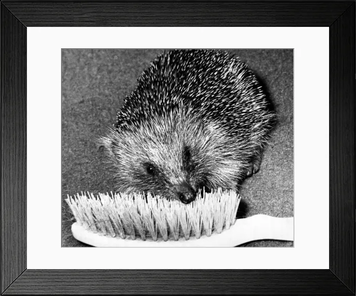 Framed Print : Henry must be a shortsighted hedge hog. Because, ever since Denise Gillie found Baby Framed Print : Henry must be a shortsighted hedge hog. Because, ever since Denise Gillie found Baby