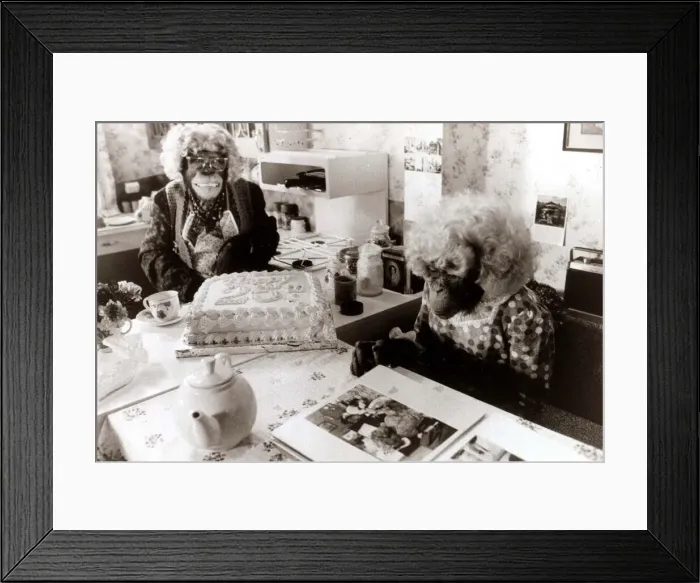 Framed Print : TV Chimps, Ada and Dolly - October 1984 who feature in many Brooke Bond TV