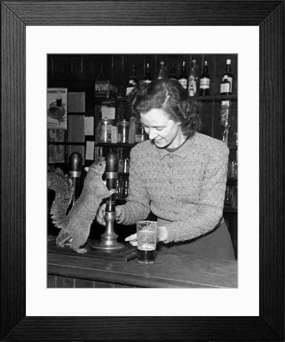 Framed Print : A thirsty squirrel is a regular guest at the New Cock Inn in Hildenborough in Kent Framed Print : A thirsty squirrel is a regular guest at the New Cock Inn in Hildenborough in Kent