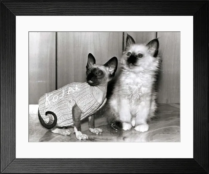 Framed Print : Burmese Kitten without fur Framed Print : Burmese Kitten without fur