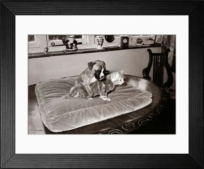 Framed Print : Boxer pup wrestling ginger tabby kitten Fighting friendship Framed Print : Boxer pup wrestling ginger tabby kitten Fighting friendship