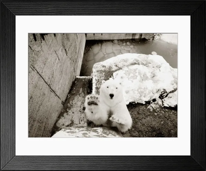 Framed Print : Now be a good bear and say Hello to the photographer! Happy polar bear at London Framed Print : Now be a good bear and say Hello to the photographer! Happy polar bear at London