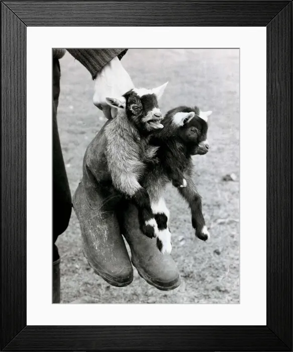 Framed Print : Getting booted around are two baby African Pygmy goats at the farm of Dutch couple Cees Framed Print : Getting booted around are two baby African Pygmy goats at the farm of Dutch couple Cees