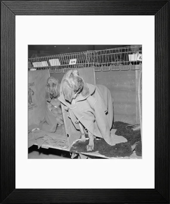 Framed Print : Rosie the bloodhound at the 1964 crufts dog show wearing a duffel coat Framed Print : Rosie the bloodhound at the 1964 crufts dog show wearing a duffel coat