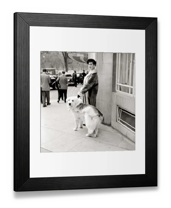 Framed Print : A woman wearing a fur coat with her pet golden retriever dog in London Framed Print : A woman wearing a fur coat with her pet golden retriever dog in London