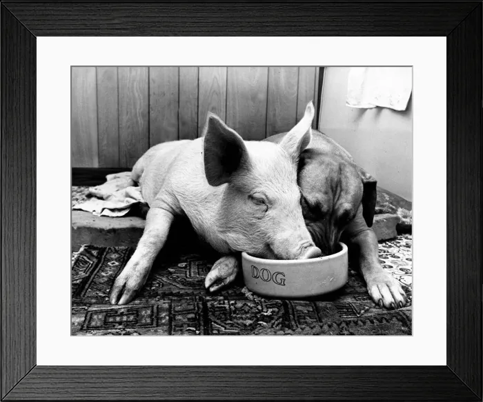 Framed Print : Minnie, the 19 weeks old pig owned by Mrs Walters of Sinnington near Malton, Yorkshire Framed Print : Minnie, the 19 weeks old pig owned by Mrs Walters of Sinnington near Malton, Yorkshire