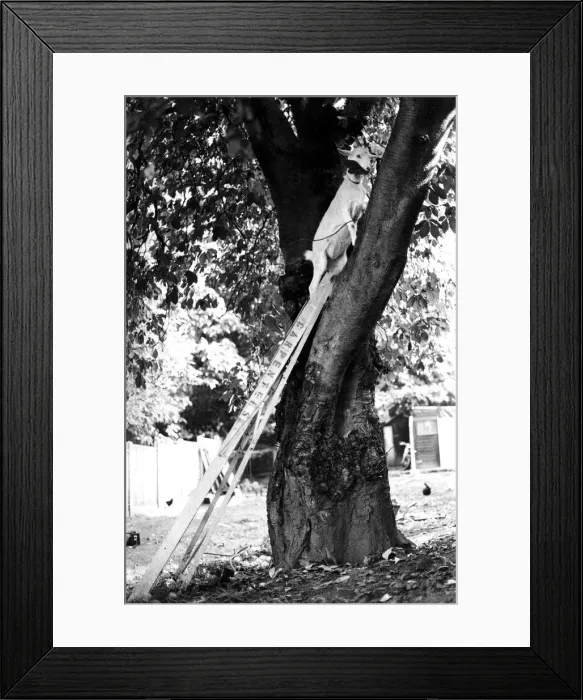 Framed Print : You can t keep a good goat down... especially when there are succulent chestnut Framed Print : You can t keep a good goat down... especially when there are succulent chestnut