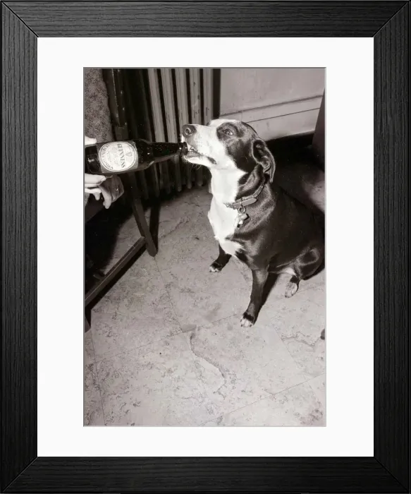Framed Print : Mandy the Mongrel Dog Drinking Guinness from a bottle Framed Print : Mandy the Mongrel Dog Drinking Guinness from a bottle