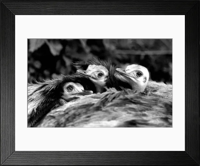 Framed Print : Reggie the South American Ostrich with three of his chicks at home in his feathers