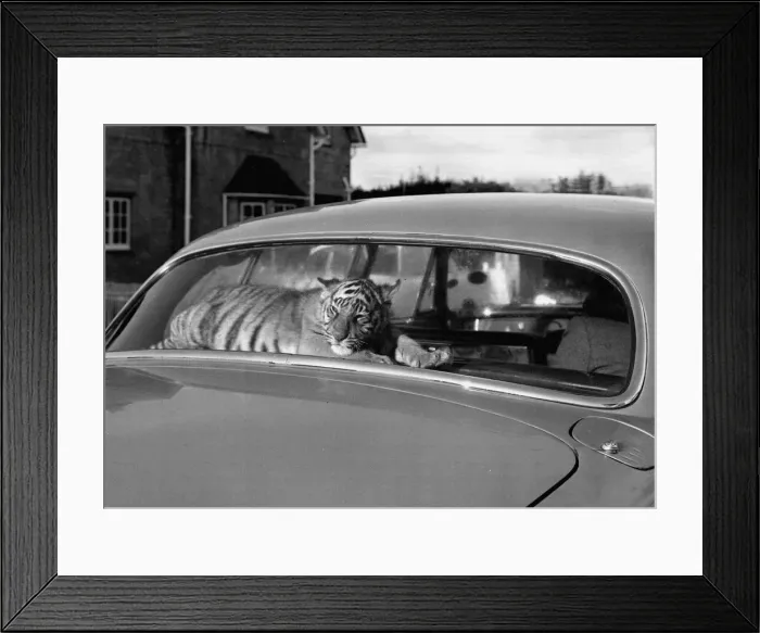 Framed Print : Sari the tiger cub travels everywhere with her master, and with her in the rear window Framed Print : Sari the tiger cub travels everywhere with her master, and with her in the rear window